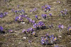 Pulsatilla grandis in Kamenný vrch nature reserve