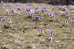 Pulsatilla grandis in Kamenný vrch nature reserve