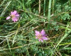 Malhostovická pecka with čičorka pestrá flowers