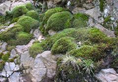 mosses on Malochova rock formation