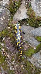 Salamander on Malochova skalka rock formation