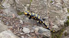 Malochova skalka natural monument with spotted salamander