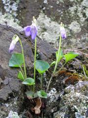 Violka Rivinova on Malochova skalka