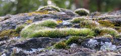 Mosses and lichens on Maloch's Rock