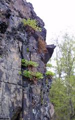 Spring Cinquefoil on Malochova Rock