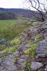 Spring cinquefoil cushions on a spilite outcrop, Malochova Rock, April 30, 2006