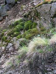 Pěchava vápnomilná with mosses on Malochova skalka