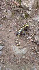 Salamander on a rocky surface at Malochova skalka