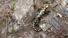 Malochova skalka and fire salamander in Czech Republic