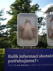 Chicken eyecatcher for European Parliament election in the Czech Republic