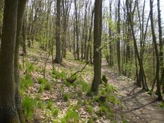 scenic walking trail through Pekárna nature reserve in Brno