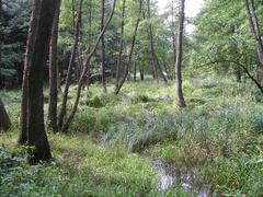 Nature reserve Petrovka at Bolevec