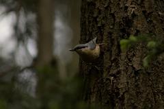 Nuthatch clinging to a tree with food in its beak