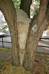 Robinia pseudoacacia (False Acacia) at Brunel Museum