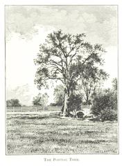 The Pontiac Tree, a large tree in Detroit, 1884