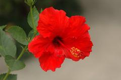 Red Hibiscus flower