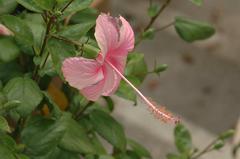 Pink Hibiscus flower