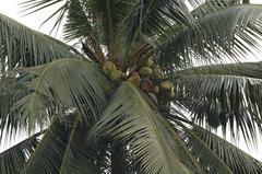 Green coconuts on a Coconut Palm tree