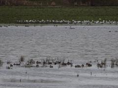 Birds on flooded Port Meadow in Oxford