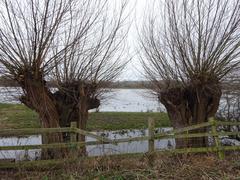 Burgess Field Nature Park view towards Port Meadow with willow trees