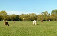 Cattle grazing on Port Meadow