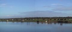 Cattle on the Port Meadow drinking in the River Thames