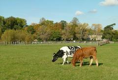 Cows grazing on Port Meadow