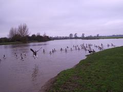 Geese on Port Meadow in winter