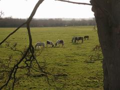 Horses grazing on Port Meadow under a cloudy sky