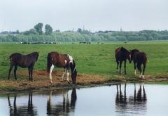 Horses grazing on Port Meadow