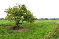 Tree on Port Meadow