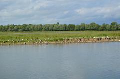 birds lining the bank of a body of water