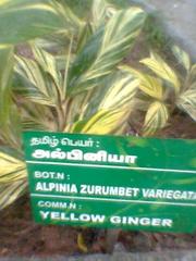 Alpinia zerumbet variegata plant with striped green and yellow leaves