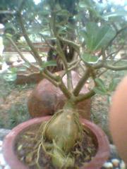 close-up of a bonsai tree with exposed roots