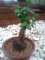 Bonsai tree in a garden