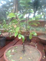 bonsai tree in Semmozhi Poonga