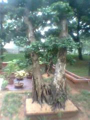 Bonsai tree in a garden