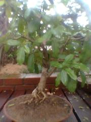 Bonsai tree in Semmozhi Poonga