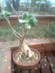 bonsai tree in Semmozhi Poonga, Chennai