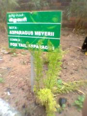 Asparagus meyeri plant with green foliage