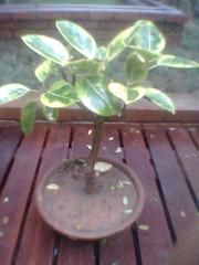 Bonsai Rubber Tree