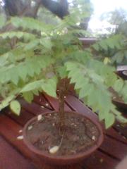 Bonsai gooseberry tree