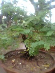 Bonsai gooseberry tree