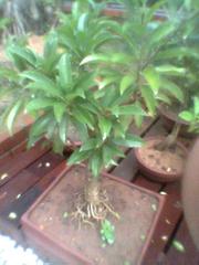 Bonsai Mango Tree