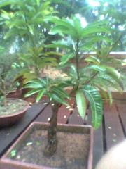 bonsai mango tree