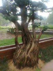 Bonsai tree with visible roots