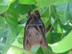 Bat from Vilangan Hills