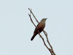 Chestnut-tailed Starling perched on a branch