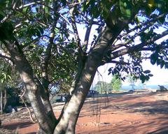 Vilangan Kunnu hill with lush green foliage and clear sky