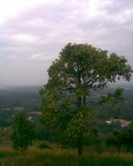 Vilangan Kunnu hill with lush greenery